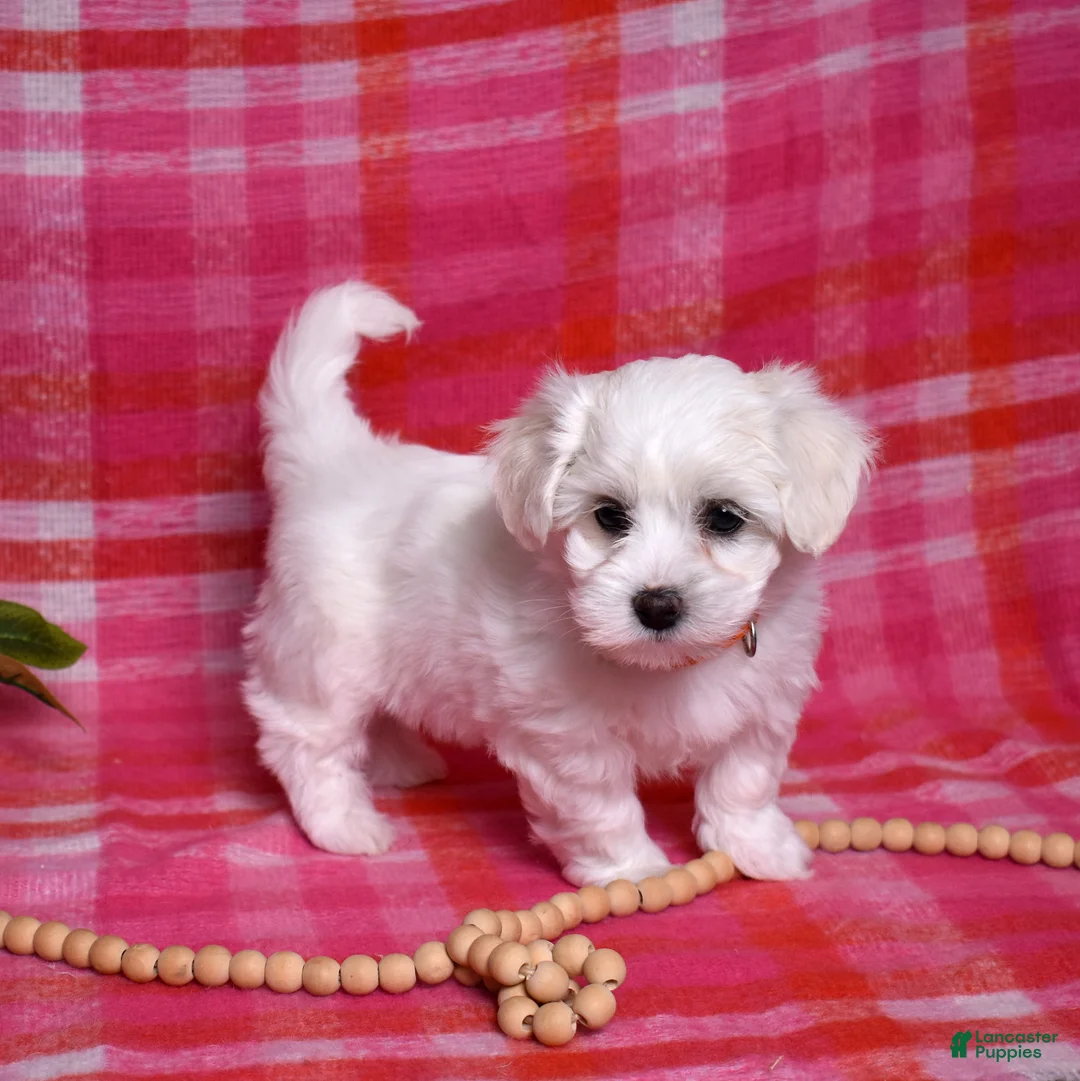 Coton De Tulear dogs for sale: Olivia  - Ad 5