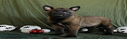 Belgian Malinois dogs for sale: Orbit - Ad 3