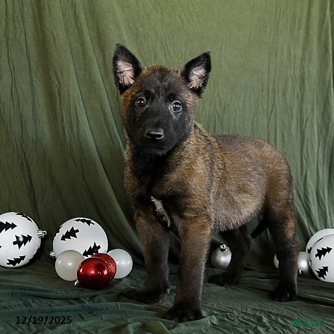 Belgian Malinois dogs for sale: Orbit - Ad 3