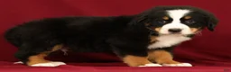 Bernese Mountain Dog dogs for sale: Buddy - Ad 7