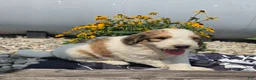 Mixed Breed dogs for sale: Rock - Ad 7