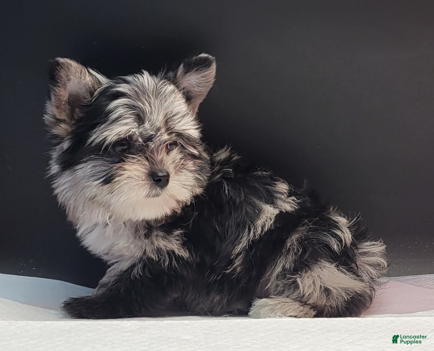 Yorkshire Terrier dogs Yorkshire Terrier 2 - Ad 2