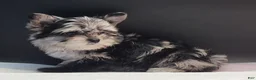 Yorkshire Terrier dogs for sale: Yorkshire Terrier 2 - Ad 2