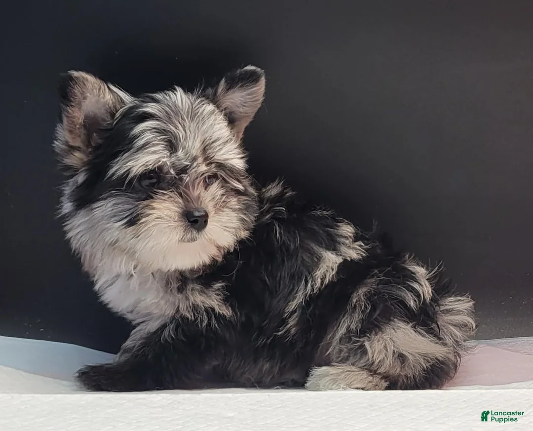 Yorkshire Terrier dogs for sale: Yorkshire Terrier 2 - Ad 2