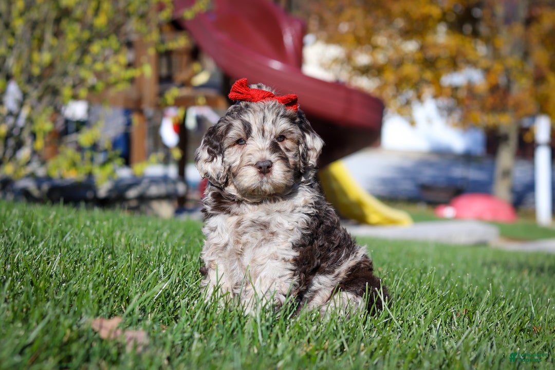 Newfypoo dogs for sale: Bella - Ad 1