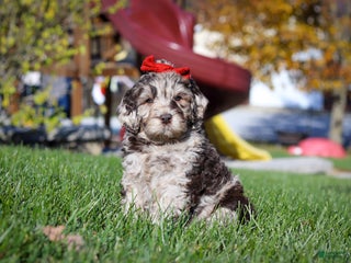 Newfypoo dogs Bella - Ad 8