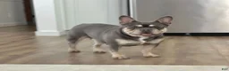 French Bulldog dogs for sale: Rolex - Ad 5
