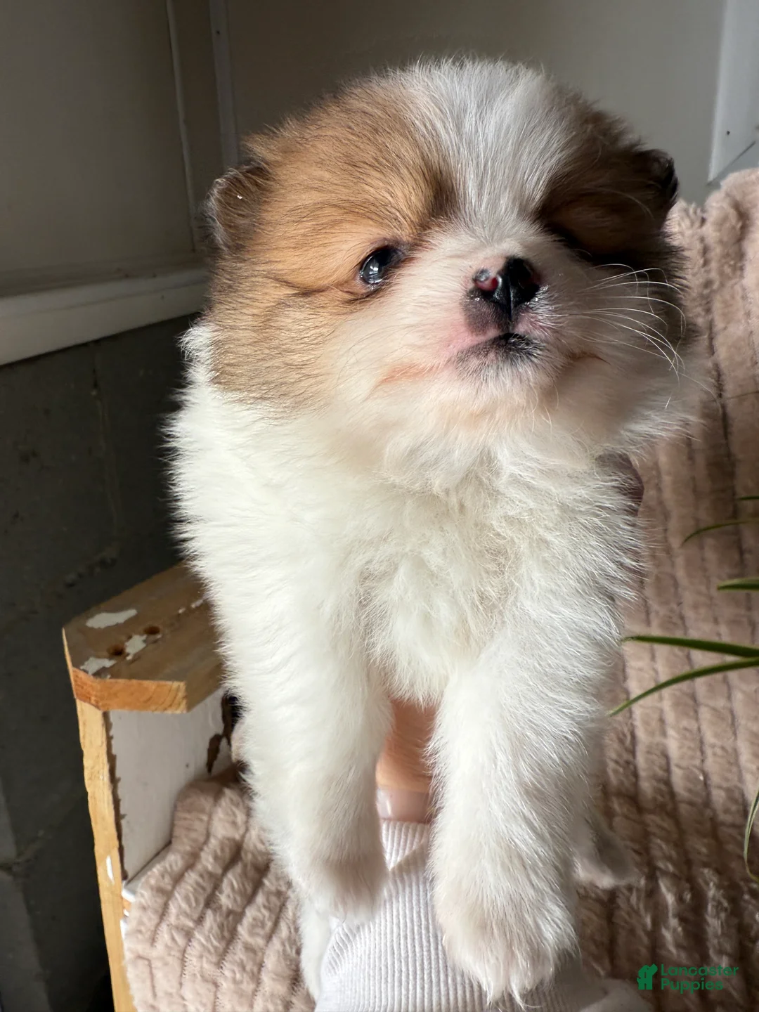 Pomeranian dogs for sale: Caleb - Ad 6