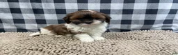 Shih Tzu dogs for sale: Mike - Ad 7