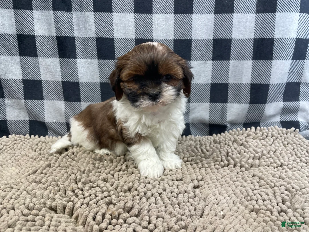 Shih Tzu dogs for sale: Mike - Ad 7