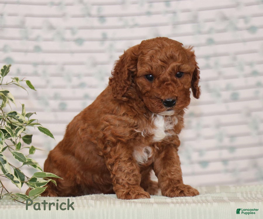 Miniature Poodle dogs Patrick - Ad 2