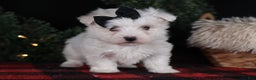 Maltese dogs for sale: ARCHIE - Ad 3