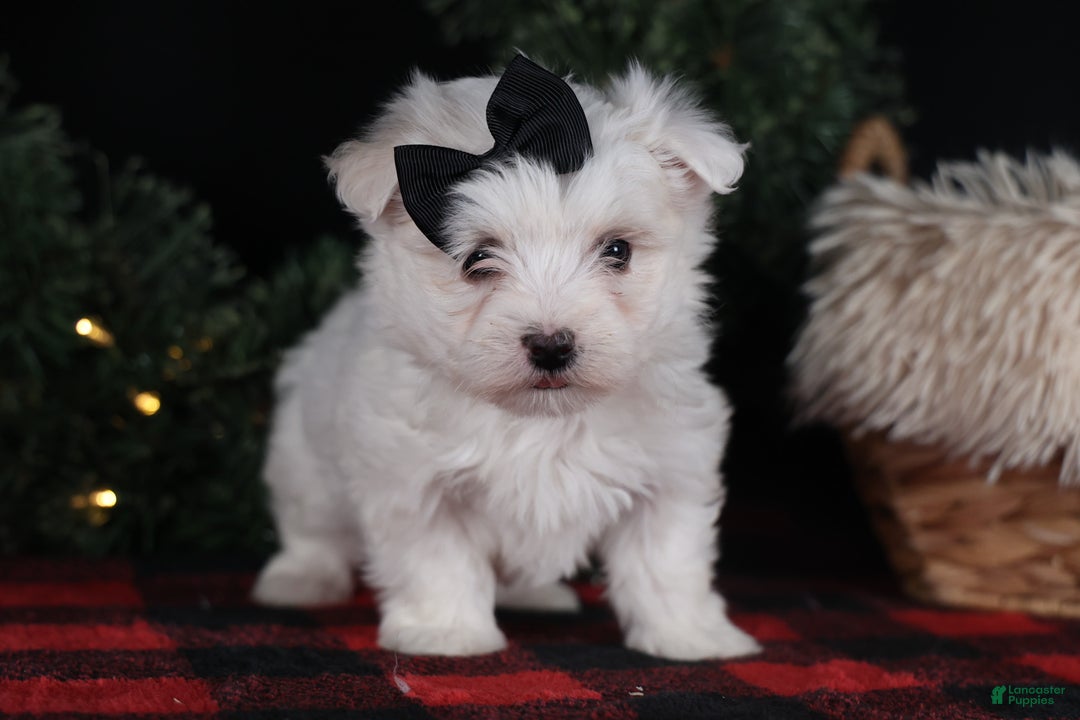 Maltese dogs for sale: ARCHIE - Ad 3