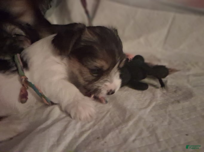 Gallery Image {{count}}