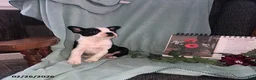 Boston Terrier dogs for sale: Buster - Ad 5