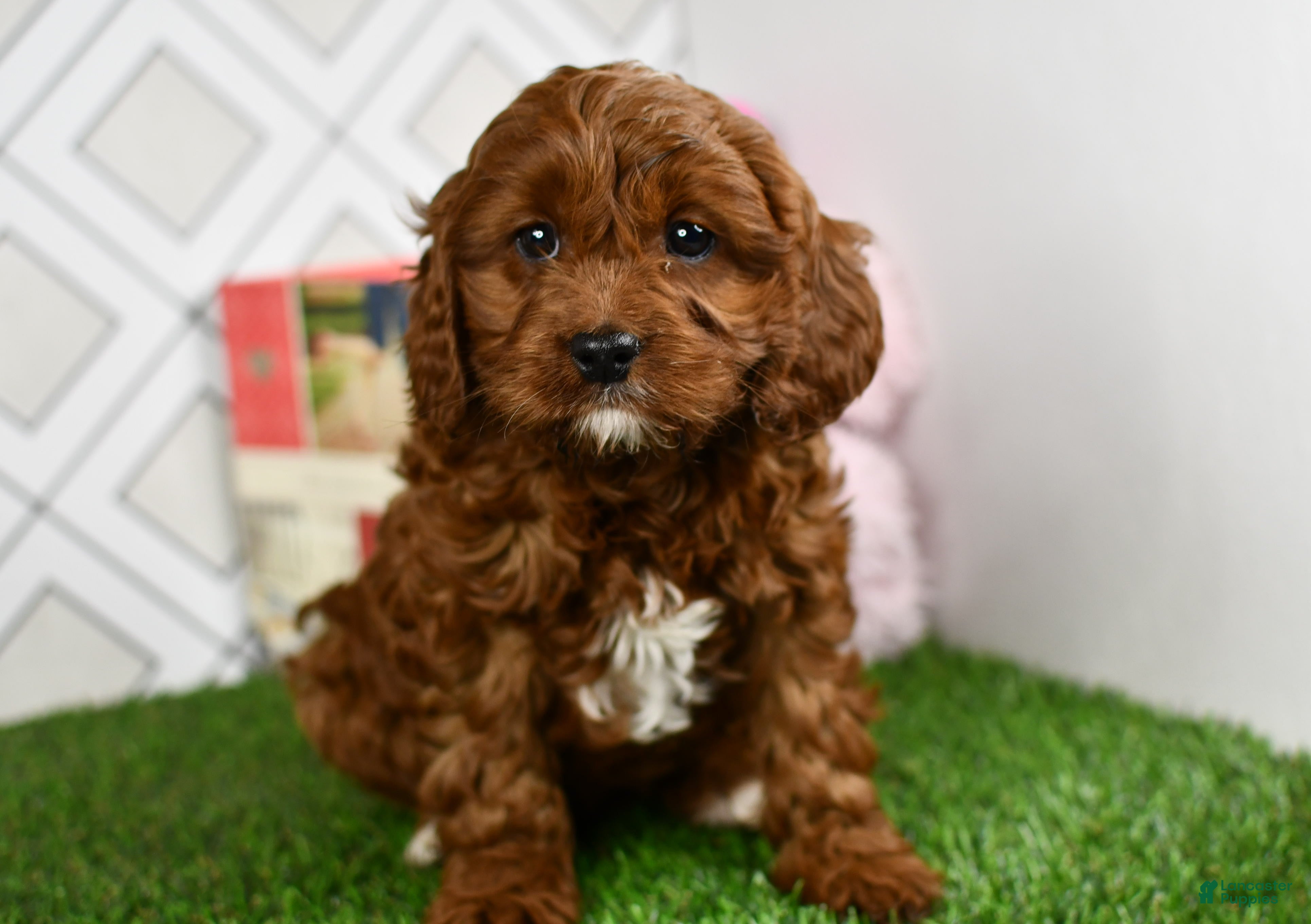Cavapoo dogs Zyla (Nationwide Shipping Available)   - Ad 3