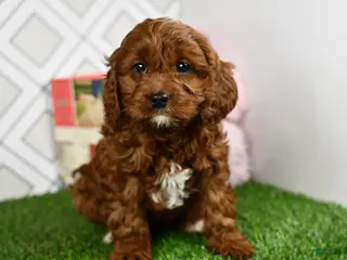 Cavapoo dogs Zyla (Nationwide Shipping Available) - Ad 3