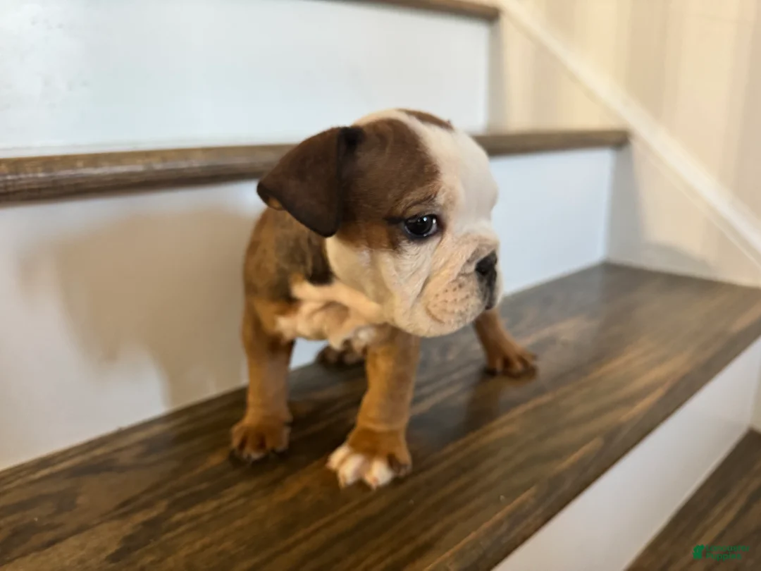 English Bulldog dogs for sale: English Bulldog Puppy 2 - Ad 2