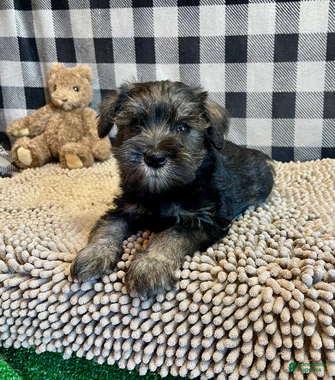 Miniature Schnauzer dogs for sale: Joel - Ad 2