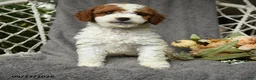 Goldendoodle dogs for sale: Hamlet - Ad 4