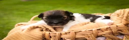 Havanese dogs for sale: Birdie Havanese  - Ad 3