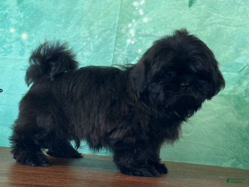 Shih Tzu dogs Vader - Ad 2