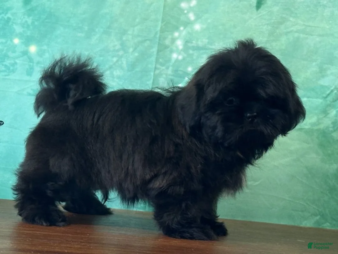 Shih Tzu dogs for sale: Vader - Ad 2