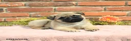 Pug dogs for sale: Jasper - Ad 4