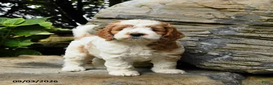 Biscuit