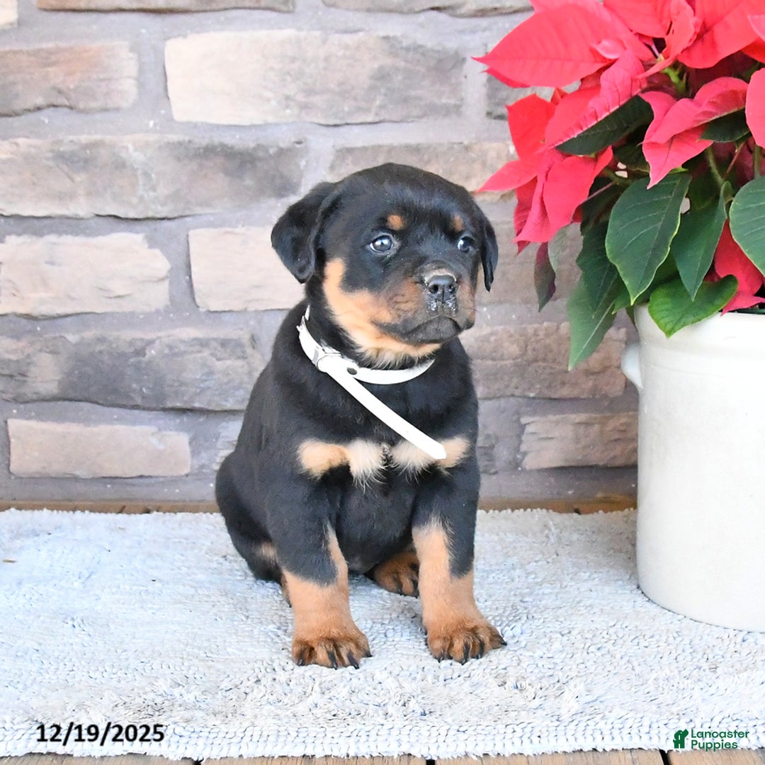Rottweiler dogs for sale: Tiara - Ad 1