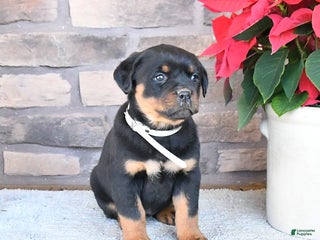 Rottweiler dogs Tiara - Ad 11