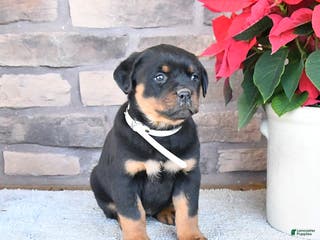 Rottweiler dogs Tiara - Ad 18
