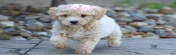 Bichpoo dogs for sale: 🐾 Olive 🐾 - Ad 4