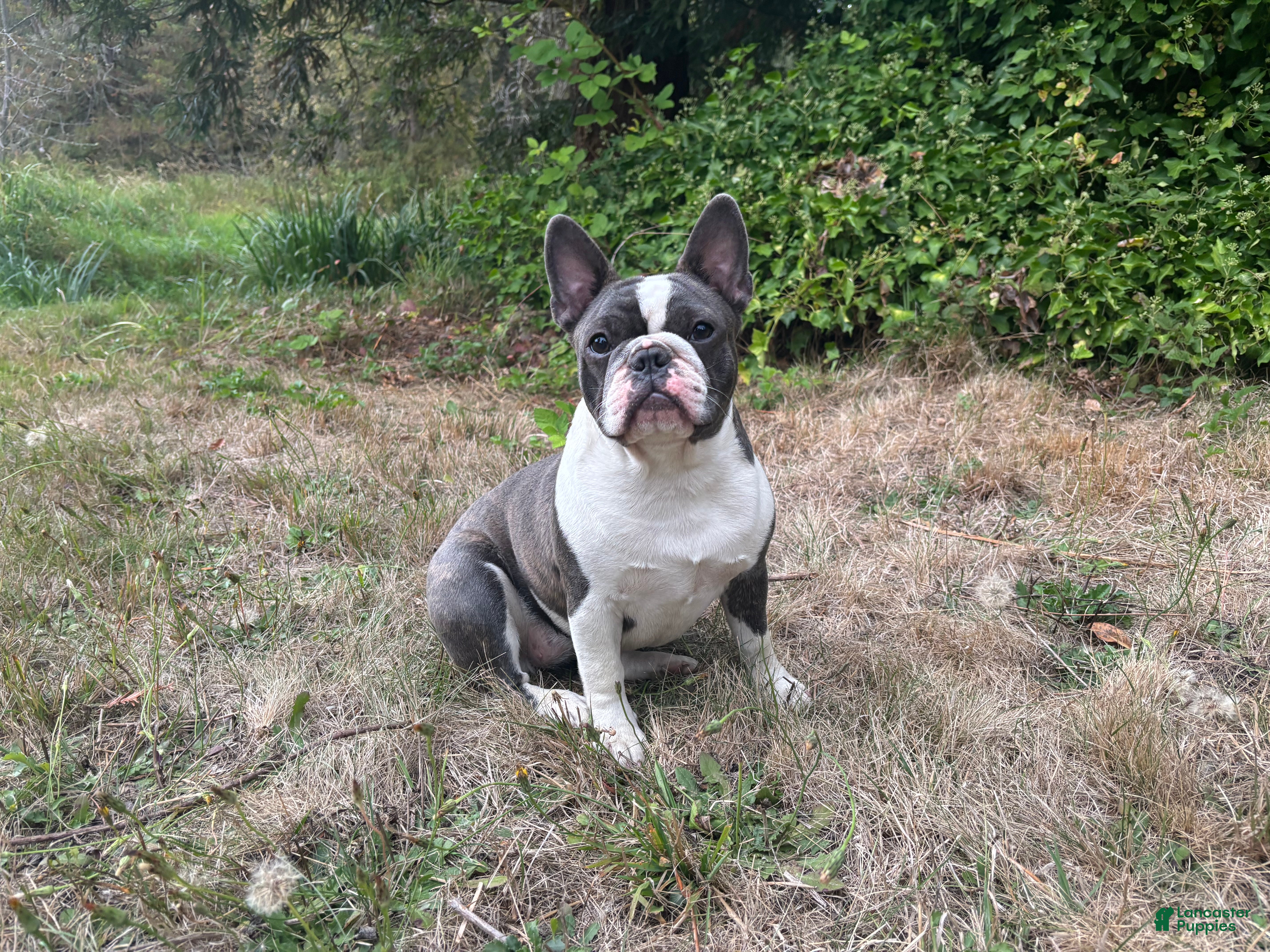 Frenchton dogs Frenchton 1 - Ad 5