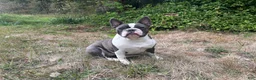 Frenchton dogs for sale: Frenchton 1 - Ad 1