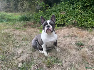 Frenchton dogs Frenchton 1 - Ad 9