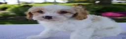 Cavapoo dogs for sale: Destiny - Ad 3