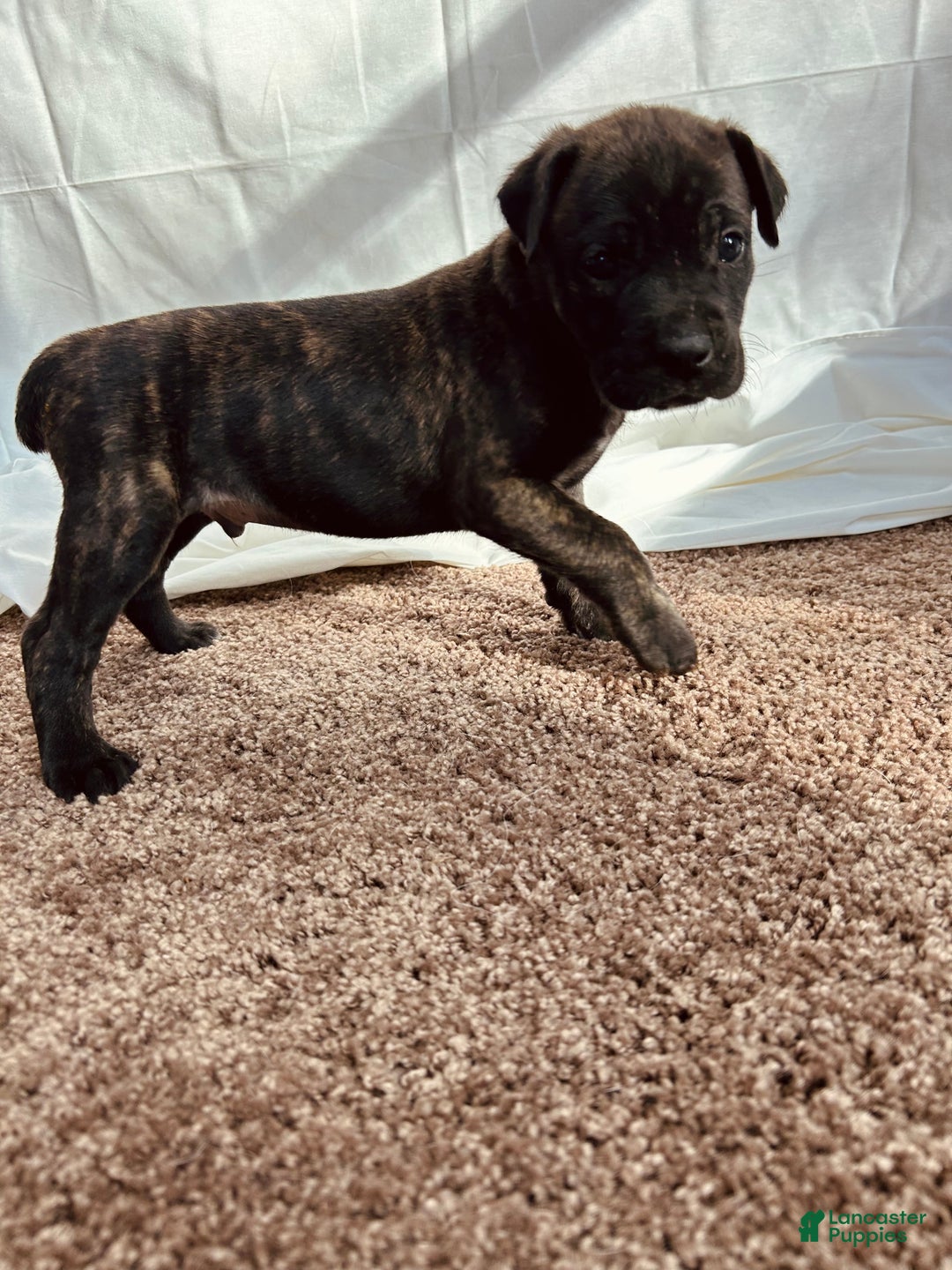 Cane Corso dogs for sale: Zues - Ad 2
