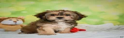 Cavachon dogs for sale: Jackson - Ad 12