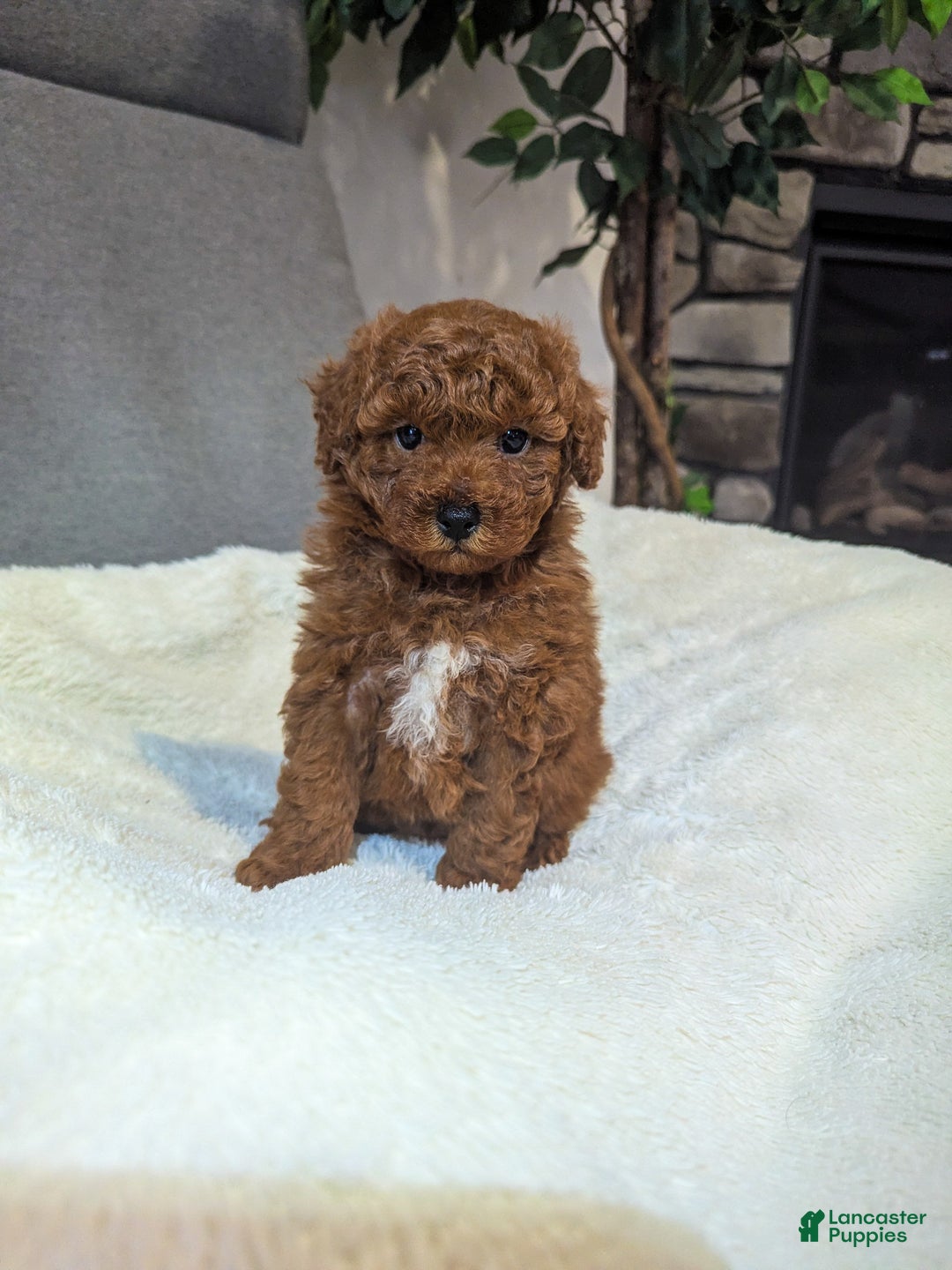Toy Poodle dogs for sale: Gunner - Ad 3