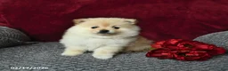 Pomeranian dogs for sale: Sparkey   - Ad 1