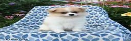 Pomeranian dogs for sale: Molly - Ad 4