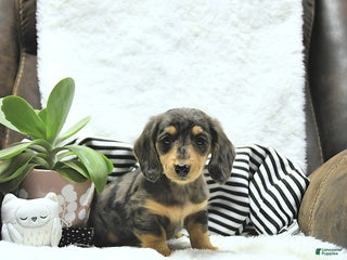 Miniature Dachshund dogs - Ad 42