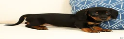 Miniature Dachshund dogs for sale: Jackie - Ad 6