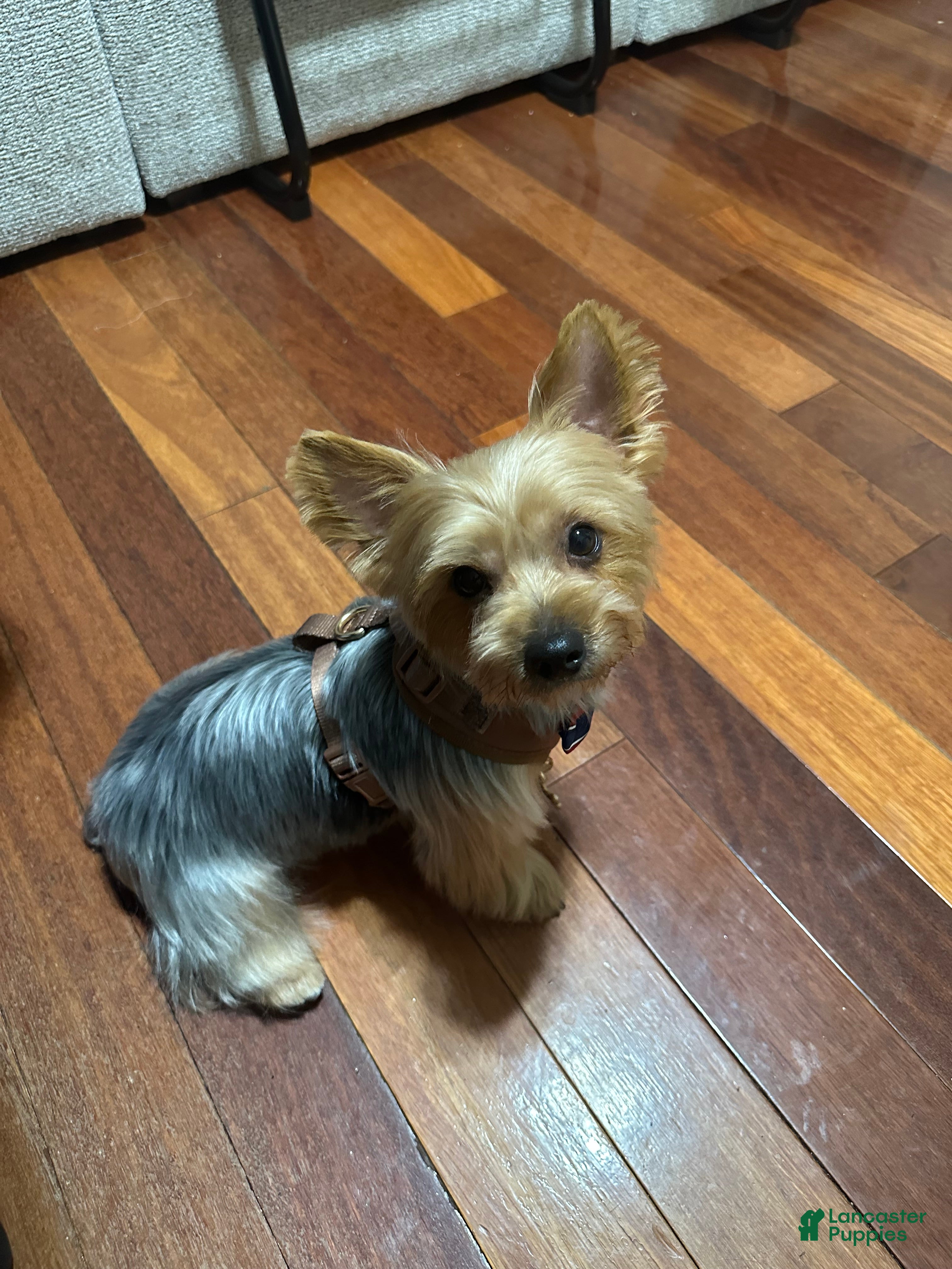 Yorkshire Terrier dogs Louie Boy! - Ad 1