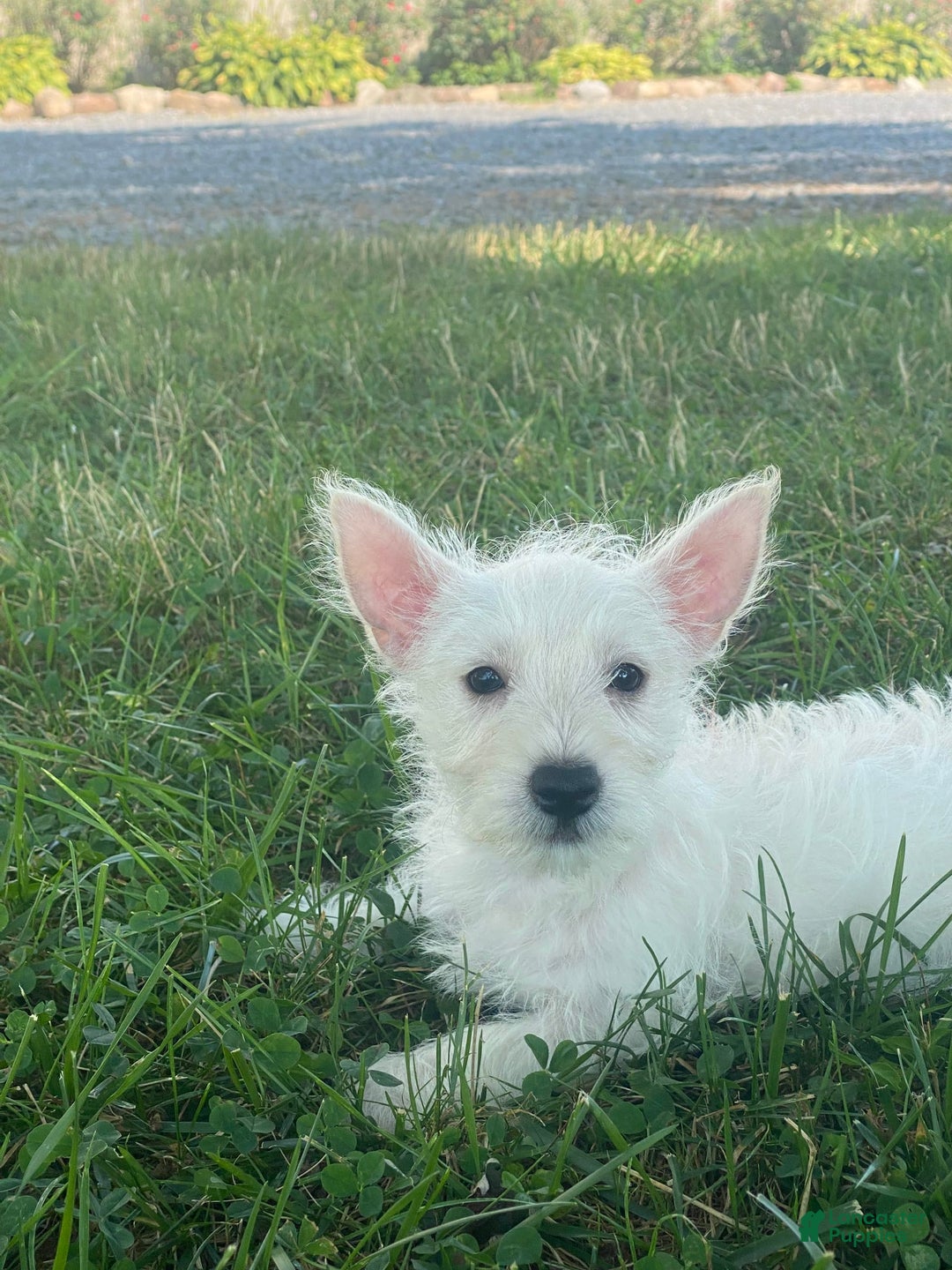 West Highland Terrier dogs for sale: Wanda - Ad 3