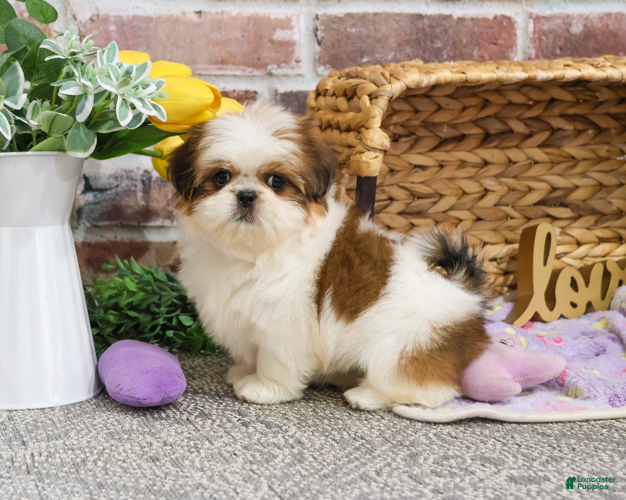 Shih Tzu dogs Dolly - Ad 41
