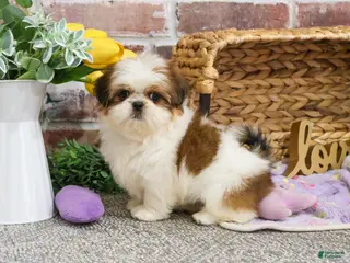 Shih Tzu dogs Dolly - Ad 41