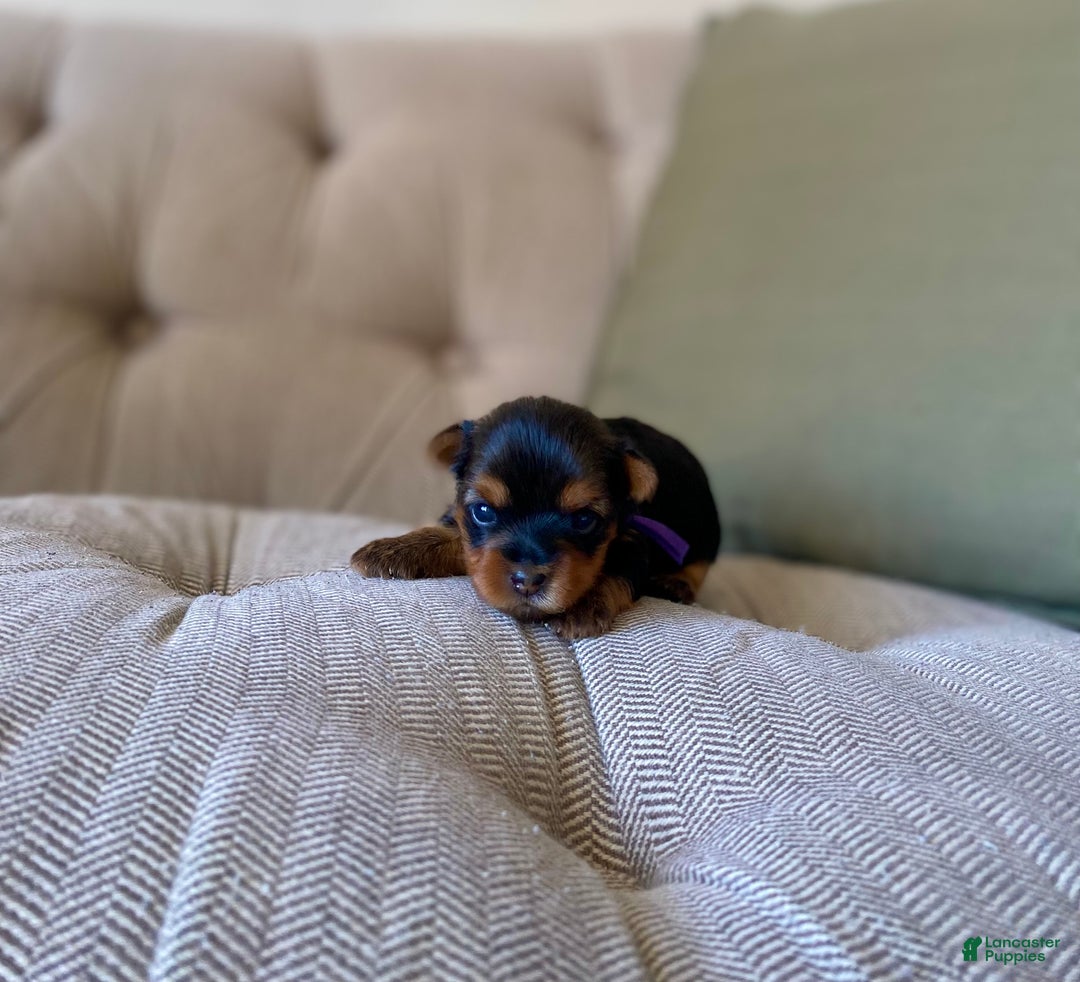 Yorkshire Terrier dogs for sale: Ivy - Ad 2