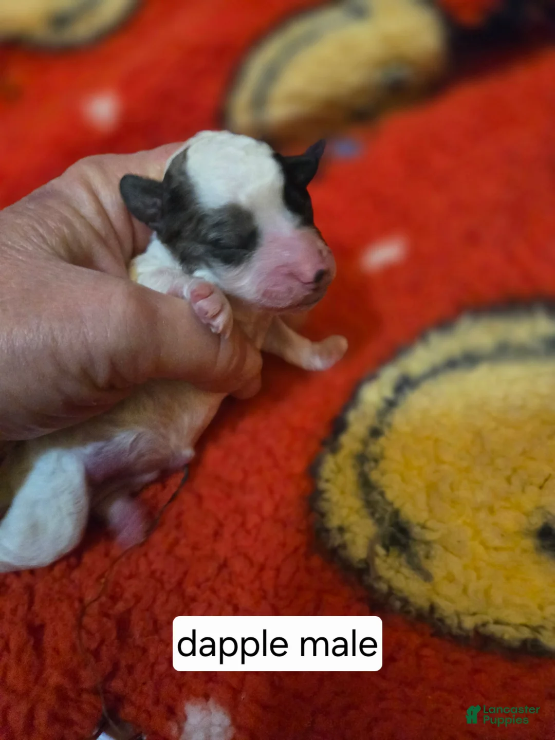 Doxiepoo dogs for sale: Doxiepoo Puppy 4 - Ad 4